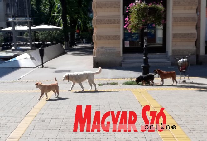 A város utcáin rendszeresen találkozni kóbor kutyákkal (Fotó: Benedek Miklós)