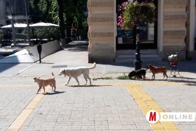 A város utcáin rendszeresen találkozni kóbor kutyákkal (Fotó: Benedek Miklós)
