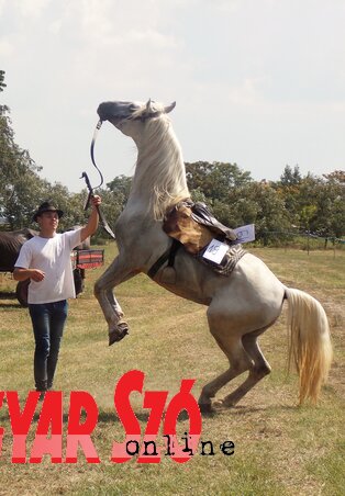 Csodaszép paripa (Horváth Zsolt felvétele) Csodaszép paripa (Horváth Zsolt felvétele)