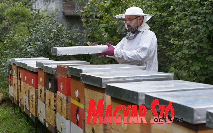 A méhészeten belül jelenleg 40 méhkaptárral dolgozik Újvidéken és Péterváradon (Ótos András felvétele)