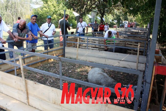 A pacséri szakmai nap érdekessége volt a mangalica koca és 6 kismalaca (Kazinczy Paszterkó Diana felvétele)