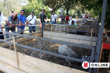 A pacséri szakmai nap érdekessége volt a mangalica koca és 6 kismalaca (Kazinczy Paszterkó Diana felvétele)