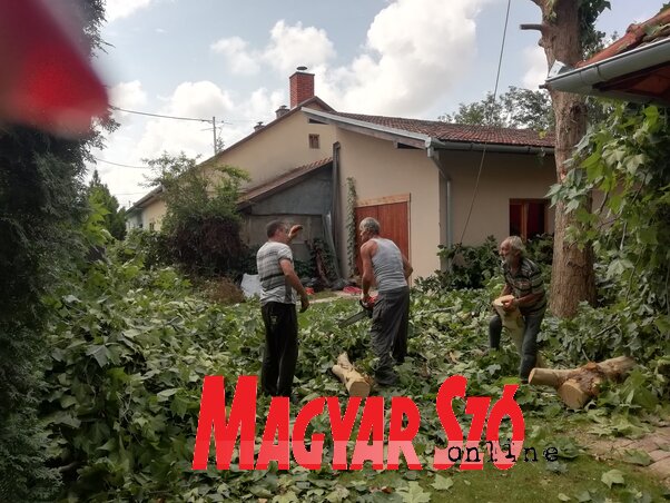 Háromórás munkába került a hatalmas fa kivágása (Kabók Erika felvétele)