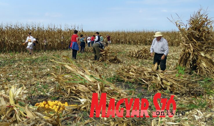 A kézi kukoricaszedés hagyományát éltetik Tordán (Kecskés istván felvétele)