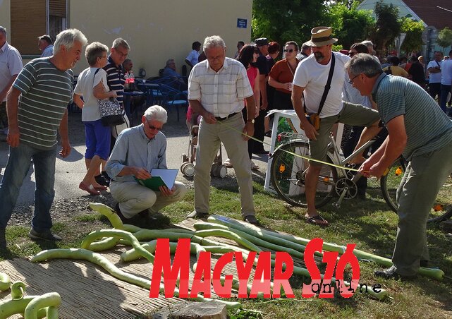 Mérik a hosszúra nőtt kolbásztököket (Góbor Béla felvétele) Mérik a hosszúra nőtt kolbásztököket (Góbor Béla felvétele)