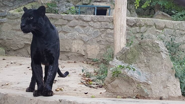 (Fotó: Beo zoo vrt) (Fotó: Beo zoo vrt)