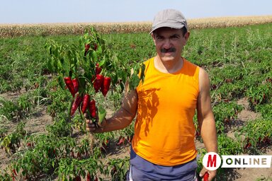 Sándor János jogosan büszkélkedik az idei terméssel (Balázs Andrea felvétele)