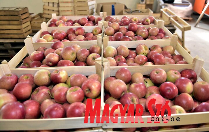 Az alma nagybani felvásárlási ára 20 dinár (Gergely Árpád felvétele)