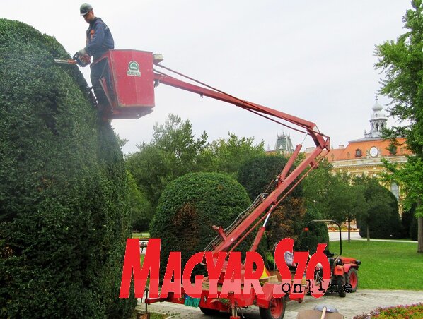 A tiszafák őszi „karbantartása” (Fotó: Fekete J. József)