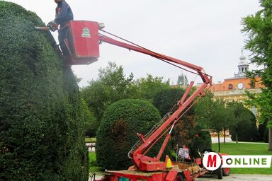 A tiszafák őszi „karbantartása” (Fotó: Fekete J. József)