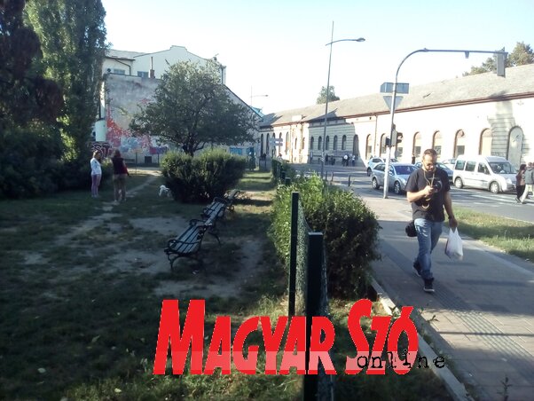 A Jovan Subotić és a Kiszácsi utca kereszteződésénél most egy kis, zöld oázis van, sokan itt sétáltatják kutyáikat, ennek hamarosan vége (Szeli Balázs felvétele)