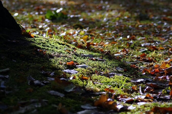 Illusztráció (Fotó: pixabay)