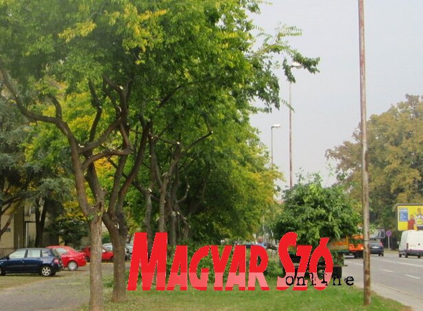 Ápolják és szépítik a bogyófákat (Fotó: Fekete J. József)