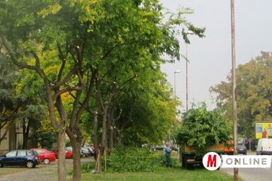 Ápolják és szépítik a bogyófákat (Fotó: Fekete J. József)