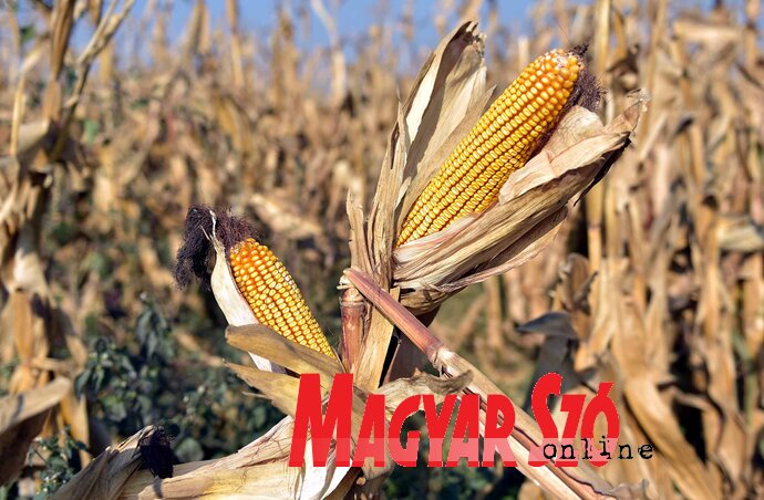 (Fotó: Gergely Árpád)