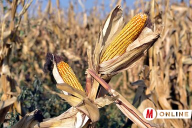 (Fotó: Gergely Árpád)