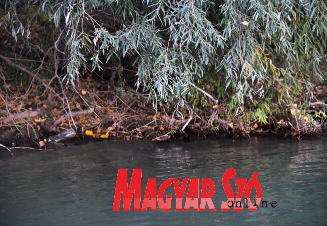 Gergely József felvétele