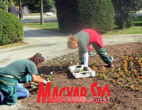 Évente kétszer cserélik a virágokat az ágyásokban (Fotó: Fekete J. József)