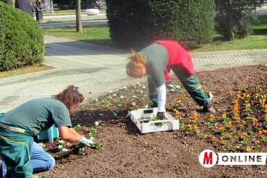 Évente kétszer cserélik a virágokat az ágyásokban (Fotó: Fekete J. József)