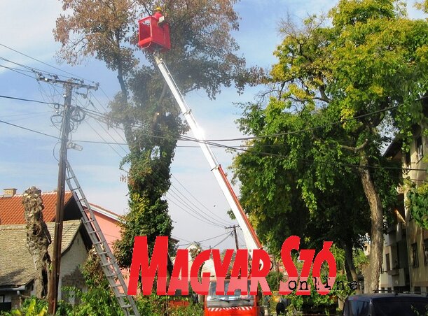 Kopasztás előtt (Fotó: Fekete J. József)