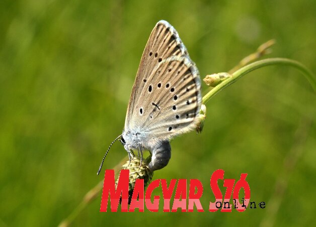 Vérfűboglárka peterakás közben (Fotó: Gergely József)