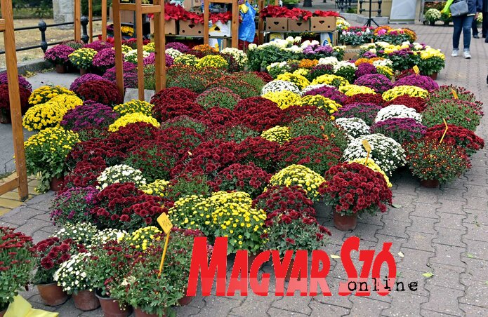 Virágba borult a kék szökőkút melletti sétány (Fotó: Gergely Árpád)