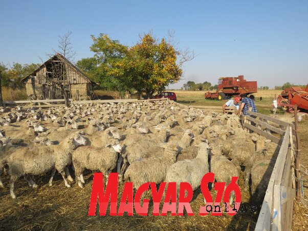 Hamarosan megkezdődik az ellés a nyájban (Csincsik Zsolt felvétele) Hamarosan megkezdődik az ellés a nyájban (Csincsik Zsolt felvétele)