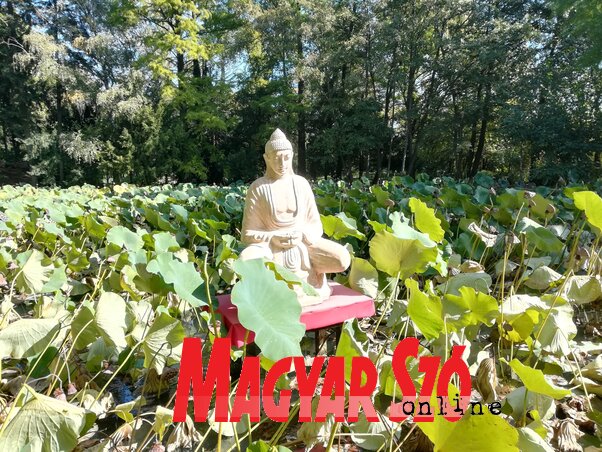 Meditáló Buddha lótusztengerben (Sándor Zoltán felvétele) Meditáló Buddha lótusztengerben (Sándor Zoltán felvétele)