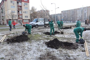 Városi Kertészeti Közvállalat