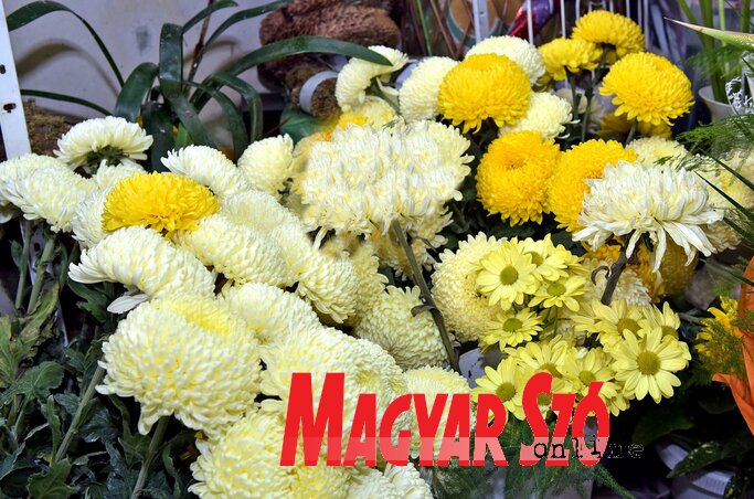 Krizantém, a kegyelet virága (Fotó: Gergely Árpád)