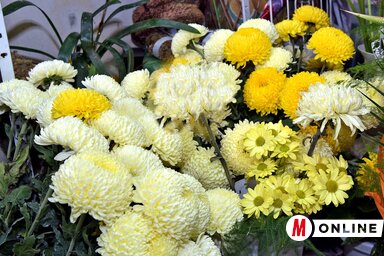 Krizantém, a kegyelet virága (Fotó: Gergely Árpád)