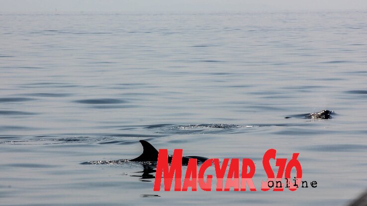 Magyar Szó/archív Magyar Szó/archív
