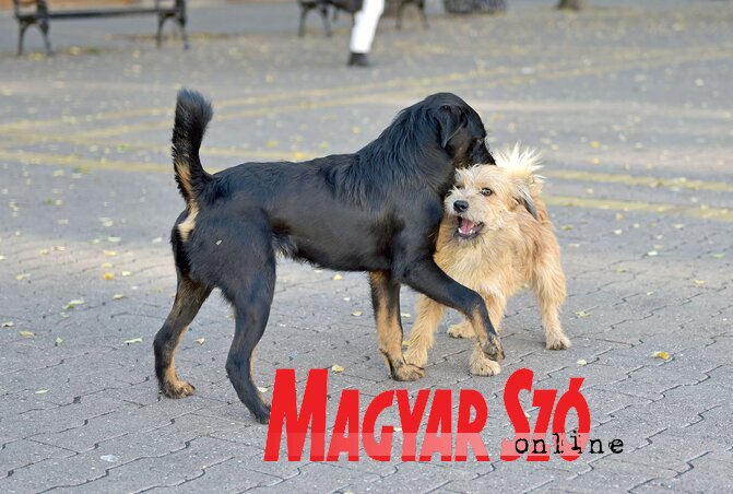 (Fotó: Gergely Árpád)