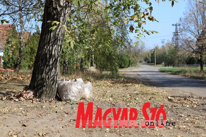 A közvállalat csak a szabályosan összegyűjtött levelet szállítja el (Lakatos János felvétele)