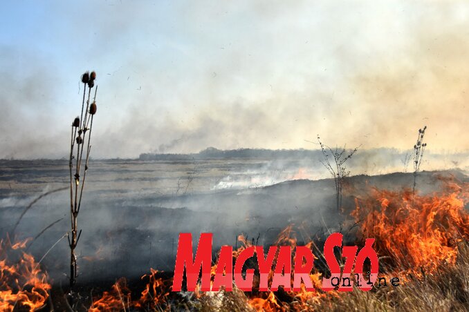 Szaján és Mokrin között leégett a túzokrezervátum egy része (Gergely József felvétele)