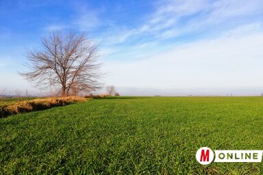 A napokban tapasztalt reggeli fagyok nem tettek kárt, a különféle kártevők és betegségek visszaszorítását viszont elősegíthetik (Tóth Péter felvétele)