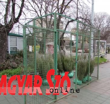 A Városi Kertészet 200 gyökeres fenyőfát adományoz az újvidéki intézményeknek (Ótos András felvétele)