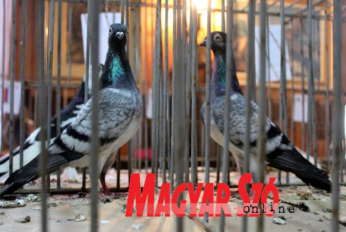 Magyar deres galambok egymás közt (Fotó: Benedek Miklós) Magyar deres galambok egymás közt (Fotó: Benedek Miklós)