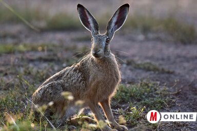 A mezőgazdasági termelők is kárt okoznak a nyúlállományban (Gergely József felvétele)