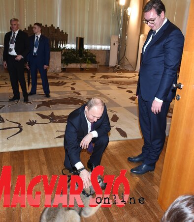Vučić ajándéka Putyinnak, a Paša névre hallgató sárhegyi Vučić ajándéka Putyinnak, a Paša névre hallgató sárhegyi