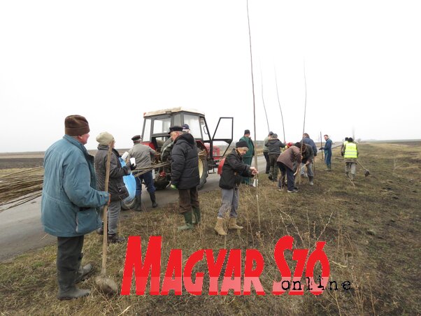 A fatelepítés Mohol határában (Csincsik Zsolt felvétele)