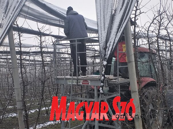 Folyamatban van az almafák metszése a verbászi gyümölcsösökben (Paraczky László felvétele) Folyamatban van az almafák metszése a verbászi gyümölcsösökben (Paraczky László felvétele)