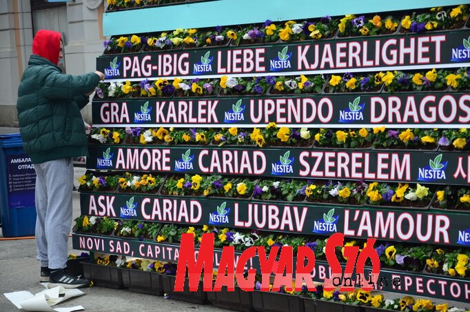 Február 3-án, vasárnap kezdődik a Szerelemfesztivál, immár harmadszor szervezik meg (Dávid Csilla felvétele)