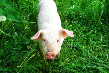 Csak a teljes sertésállomány megsemmisítésével akadályozható meg a fertőzés terjedése (Fotó: pixabay.com)