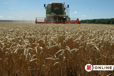 Horvátországon keresztül jut el a szerbiai búza Koszovóba (Fotó: Ótos András)