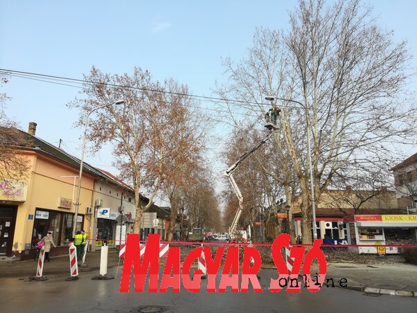 A Komunalac is folytatja a platánok metszését (Fotó: Fehér Rózsa)
