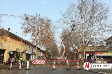 A Komunalac is folytatja a platánok metszését (Fotó: Fehér Rózsa)