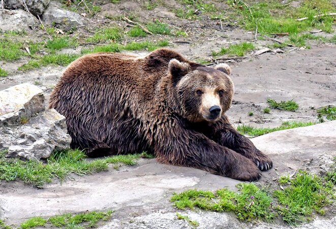 Az állatkert egyik nagy attrakciója a barna medve