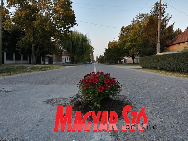 Tavaly ősszel krizantémokat ültettek Óbecsén a Köztársaság utca kátyúiba (Fotó: Fehér Rózsa)