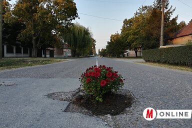 Tavaly ősszel krizantémokat ültettek Óbecsén a Köztársaság utca kátyúiba (Fotó: Fehér Rózsa)
